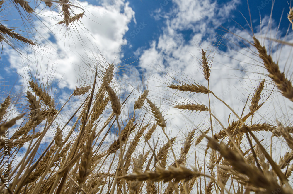 Wheat Wheat