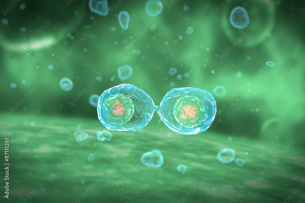 Cell Division Stages Of Mitosis Stock Illustration Adobe Stock 5099
