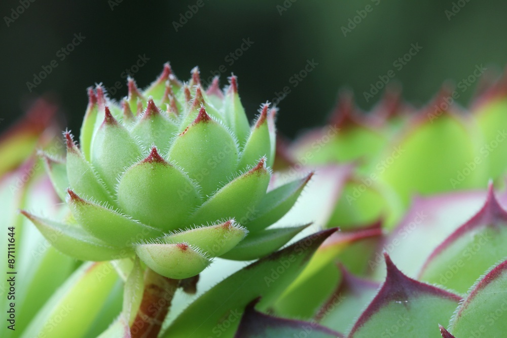 Sempervivum Sempervivum