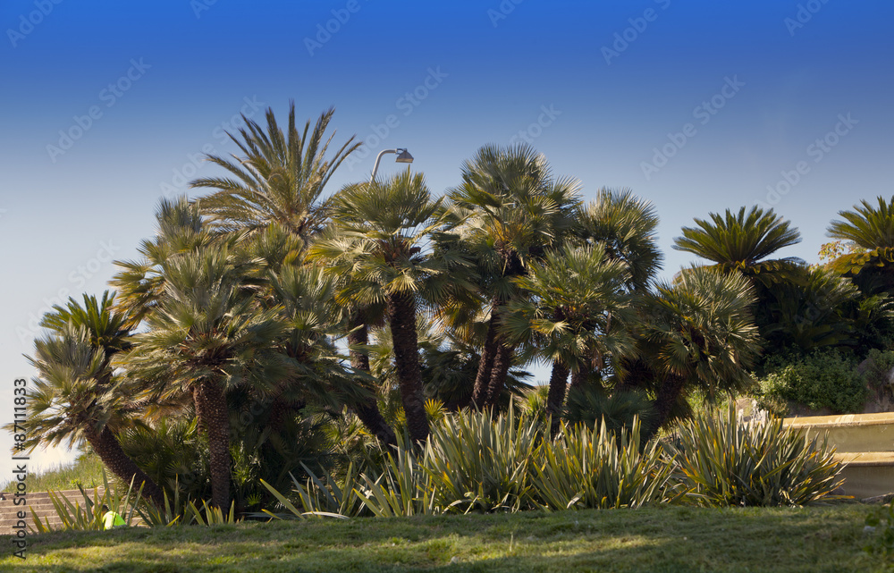 Obraz premium Tropical plants in garden..