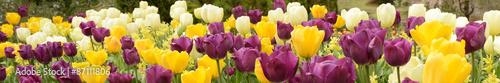 Tulip Border