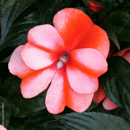 Impatiens new guinea
