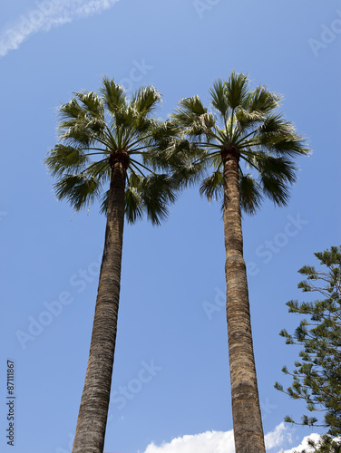 Two palm trees on background of blue sky..