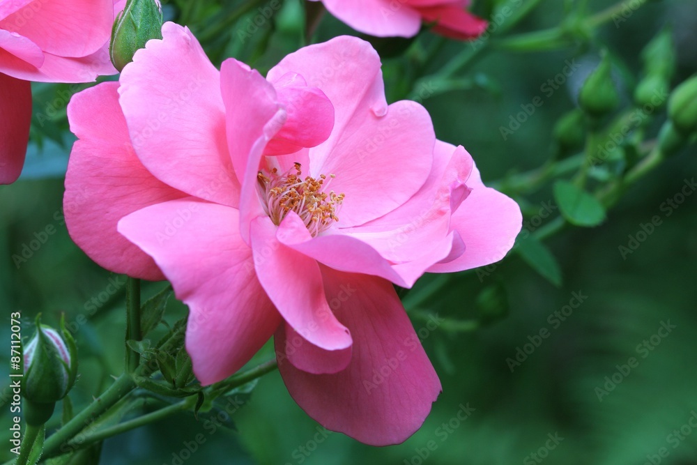 Pink rose Pink rose