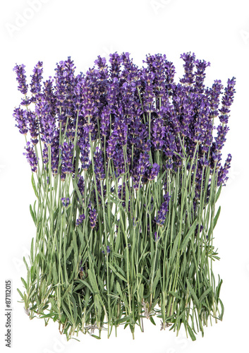 Fototapeta Naklejka Na Ścianę i Meble -  Lavender flowers over rustic metal background. Fresh blossoms