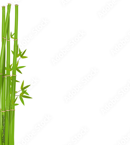 Colorful Stems and Bamboo Leaves. Vector Illustration.