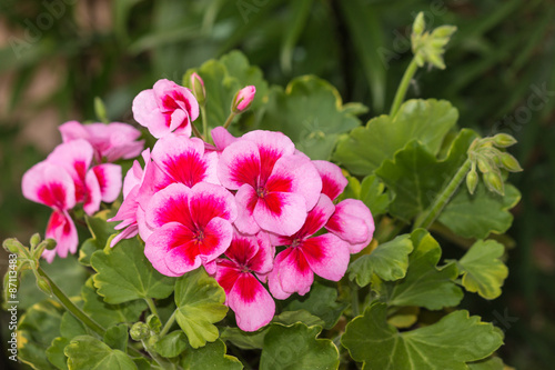 Fototapeta Naklejka Na Ścianę i Meble -  close up of pink geranium flowers