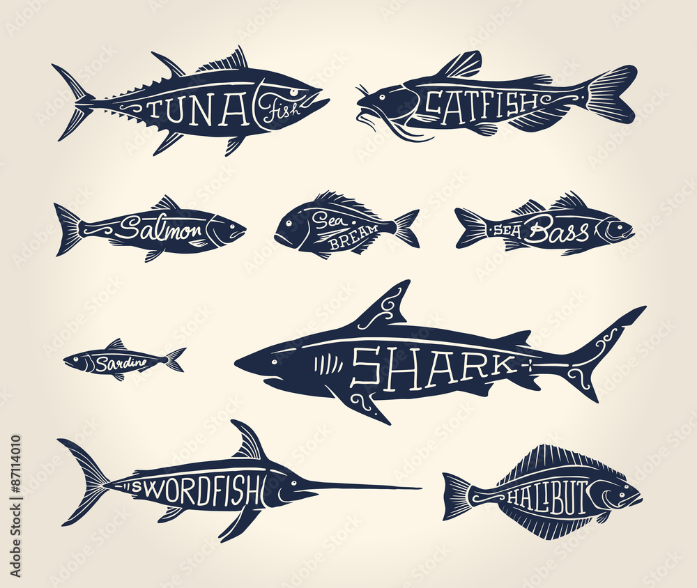 Fototapeta premium Vintage illustration of fish with names