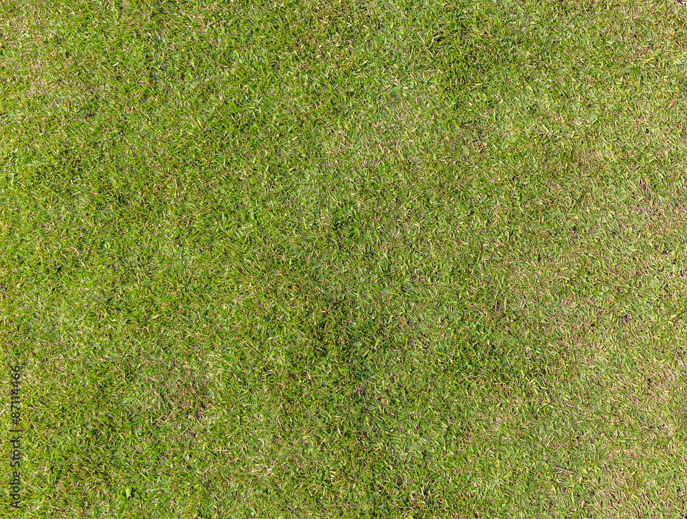 Foto de Textura de grama do Stock | Adobe Stock