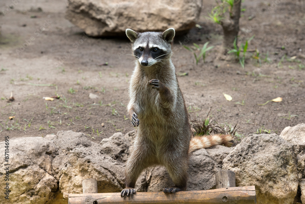Fototapeta premium Raccoon