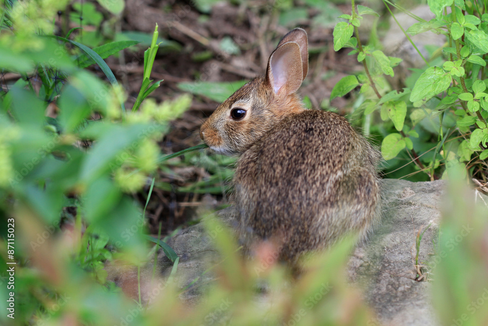 Fototapeta premium Cottontail Rabbit feeding on plants in morning sun
