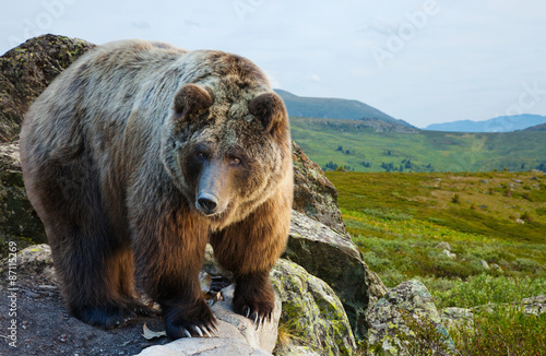 bear on stone at  wildness © JackF