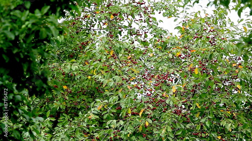 Cherry tree overall plan