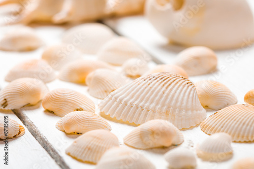 Photos Some scattered cockleshells close up