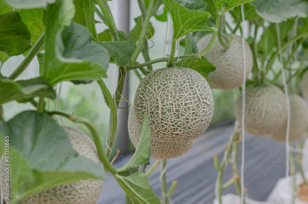 Melon Melon