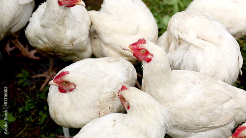 Young white chicken.