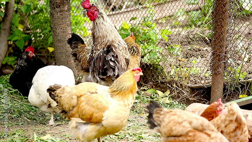 Rooster and chickens. Household.