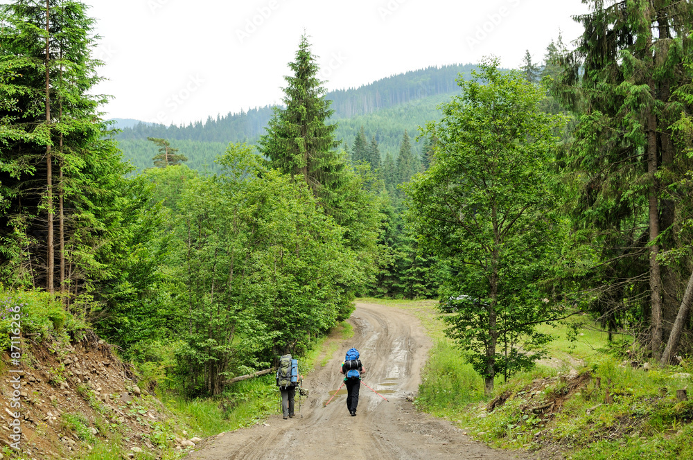  forest with fir trees
