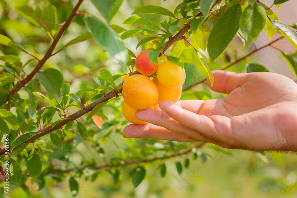 hand picking yellow plum in a garden hand picking yellow plum in a garden