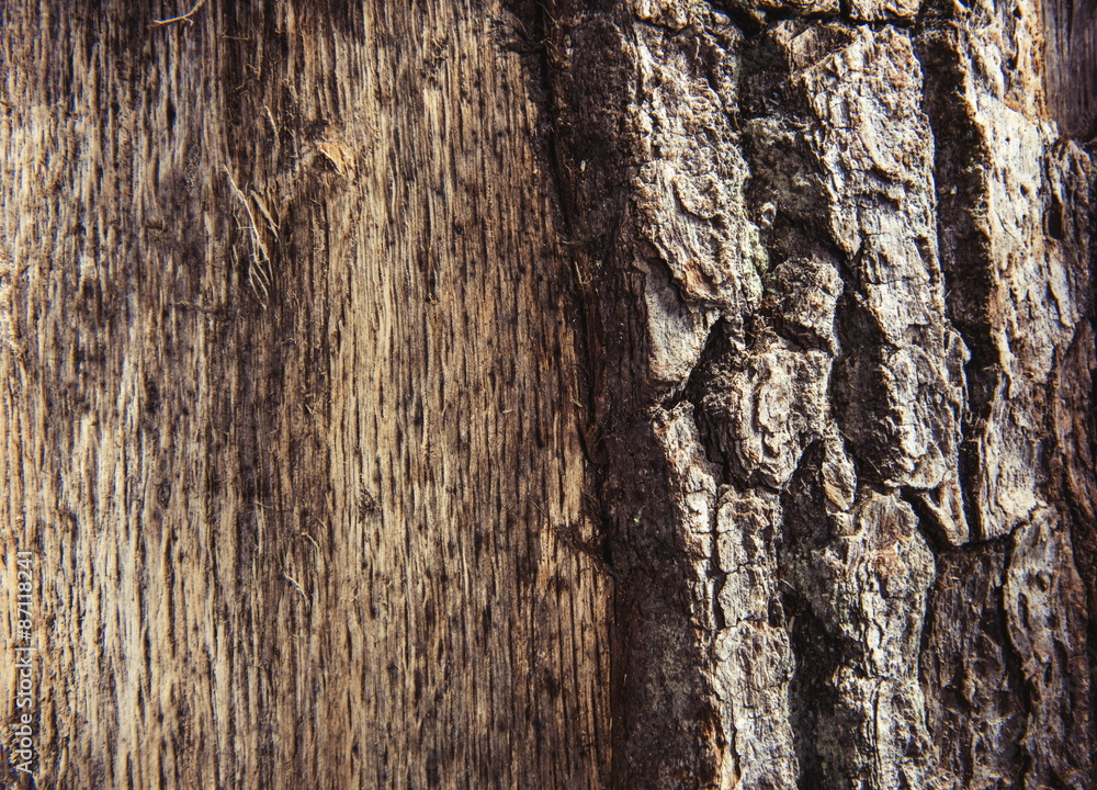 Obraz premium Old wood texture - oak tree
