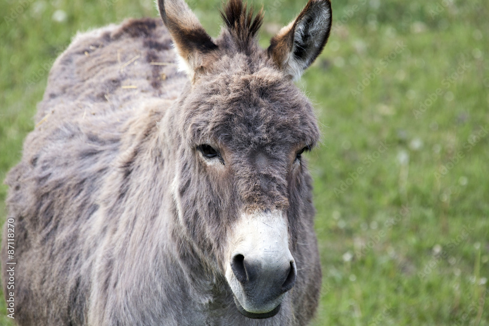 Donkey close up