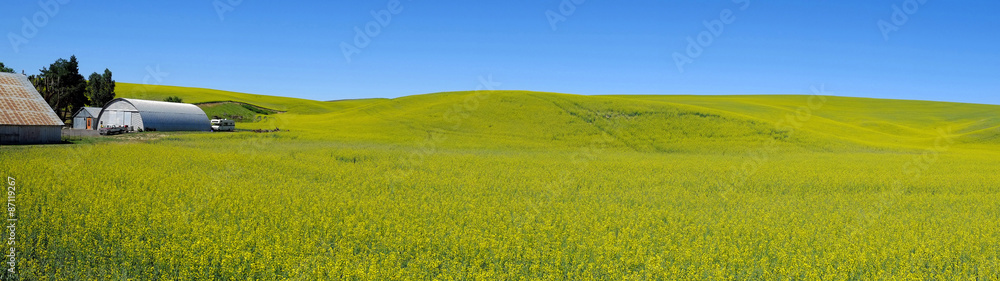 A panorama view of field with  bright yellow canola flowers under a blue sky in the Palouse region,  united states.