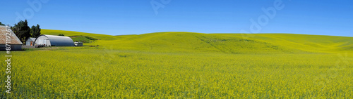 A panorama view of field with  bright yellow canola flowers under a blue sky in the Palouse region   united states.