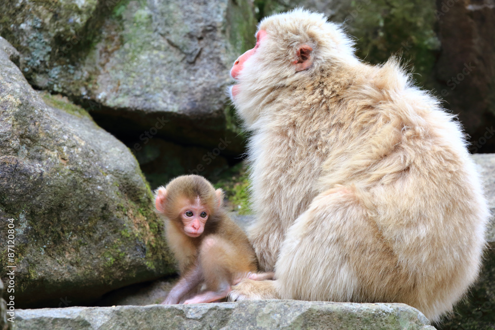 ニホンザルの親子 かわいい猿の赤ちゃん Stock 写真 Adobe Stock
