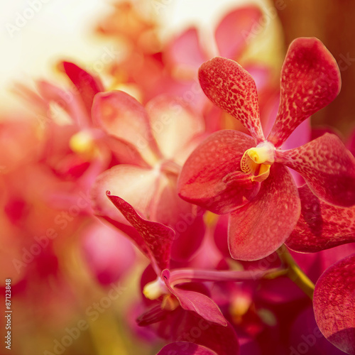 Fototapeta Naklejka Na Ścianę i Meble -  Beautiful Purple orchid flower tree