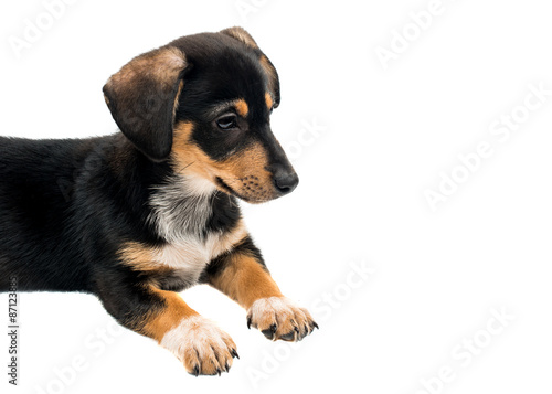 Dachshund puppy © ksena32