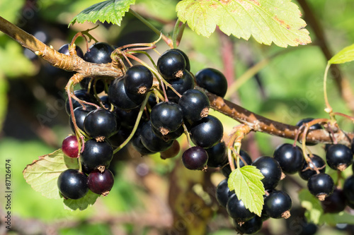Close up photo of ripe blackcurrants on the plant