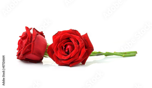 red rose isolated on white background
