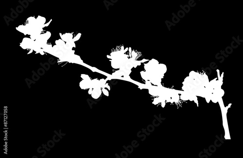 sakura single white branch silhouette with flowers