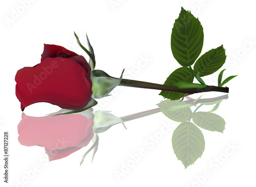 single red rose flower with reflection on white