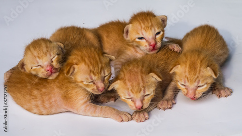 Wallpaper Mural Little kittens Torontodigital.ca