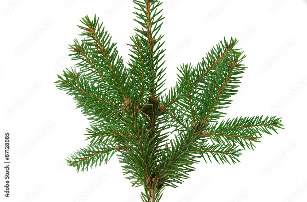spruce branch spruce branch