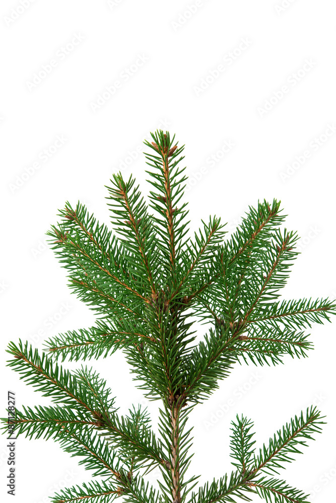 spruce branch spruce branch