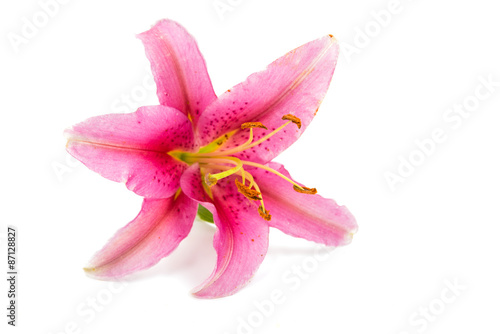 pink lily flower © ksena32