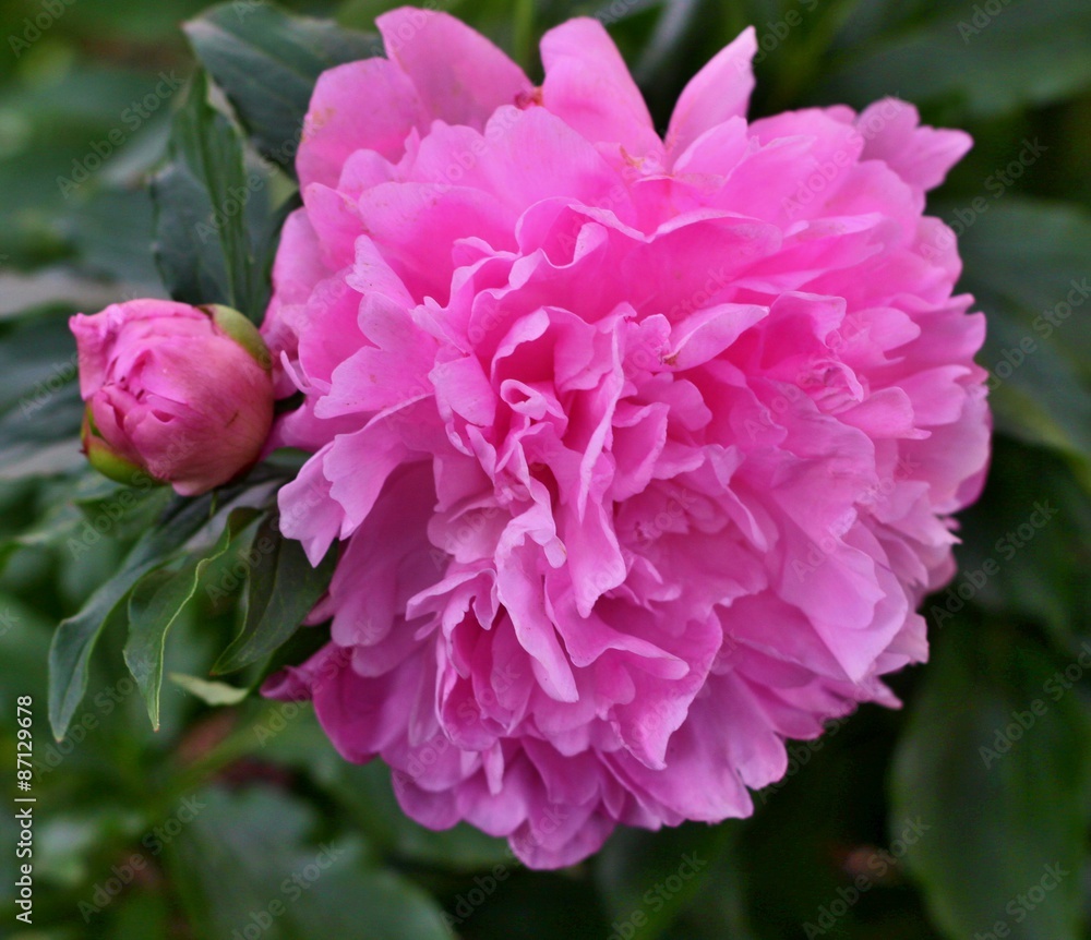 Georgeous peony in a full bloom