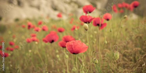 red poppy field scene © Kotangens
