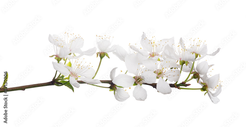 Fototapeta premium cherry tree with isolated large white flowers