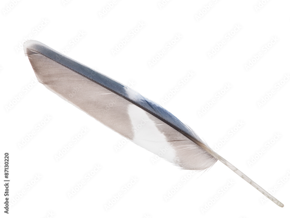 blue parrot wing feather isolated on white blue parrot wing feather isolated on white