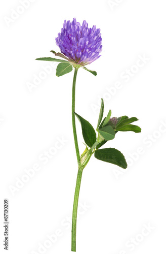 isolated single lilac clover flower on stem