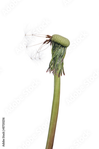 last seven seeds on isolated dandelion photo