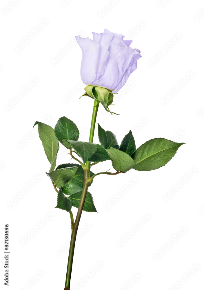 isolated blue color rose with green leaves isolated blue color rose with green leaves