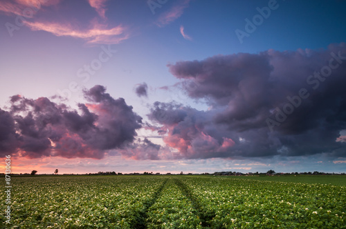 Photo Evening over the crop fields