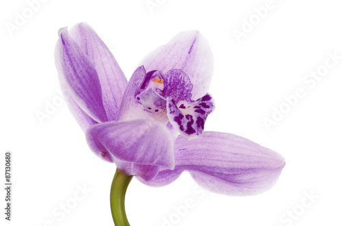 Fototapeta Naklejka Na Ścianę i Meble -  dark and light lilac isolated orchid bloom
