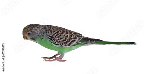 gree budgerigar isolated on white
