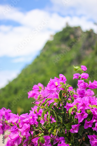 flower sharp and mountain blur