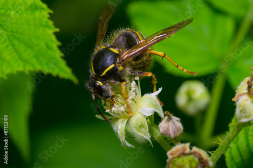 insect wasp © vinkirill